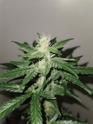 Let's See Your Frostiest Flowers