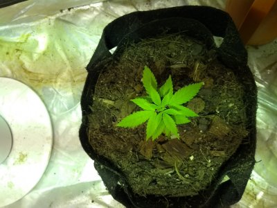 Plant #3 - 1 18-05-2020.jpg