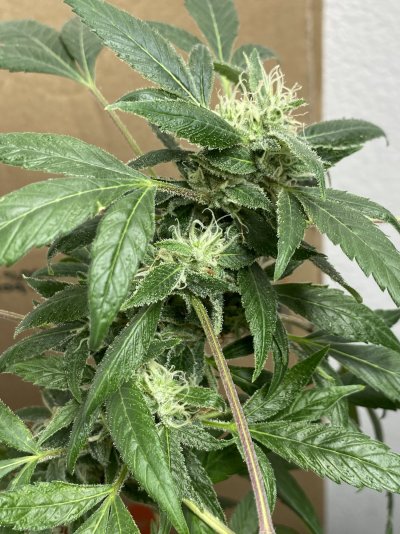 about-3-4-weeks-from-harvest-5.jpeg