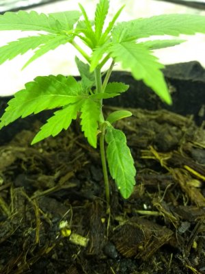 Plant #1 - 2 - 20-5-2020.jpg