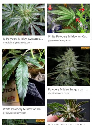 Screenshot_20200521-075646_Chrome.jpg