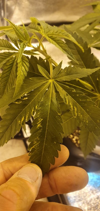 Diagnosing my plant Part II