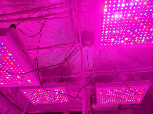 4000-watt-kind-led-grow-room-8.jpg
