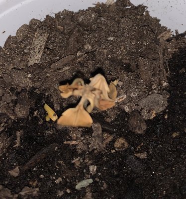 HELP!!! Something's Wrong With My Plants