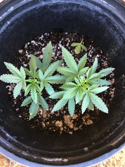 Opinions and input plzzz