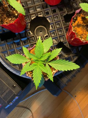 First Time Grow, Complete Noob.