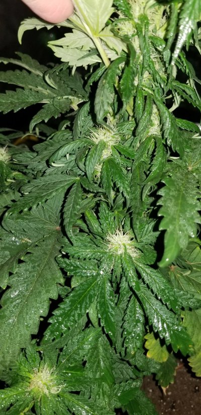forced-to-care-for--boyfriends-plants-i-dont-even-smoke-4.jpg