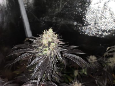 Smokin Joe's 4x4 1000W Grow