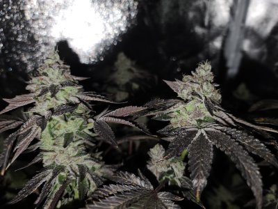 Smokin Joe's 4x4 1000W Grow