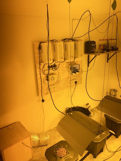 new-grow-room-and-rdwc-system-2.jpeg