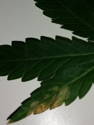 New here but not new to the growroom