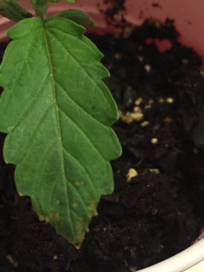 is-my-plant-healthy-2.jpeg