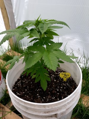 Relatively newer OUTDOOR grower question.