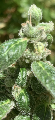 Ready to harvest?