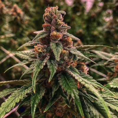 Black Cherry OG Weed Strain - THCFarmer