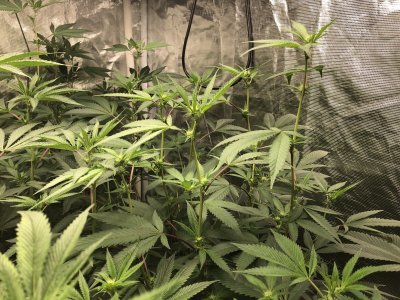 5x5 tent, 14plants, 10 bar 800watt led