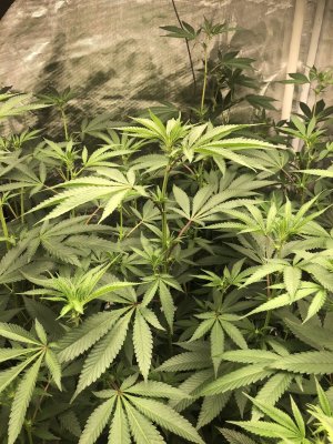 5x5 tent, 14plants, 10 bar 800watt led