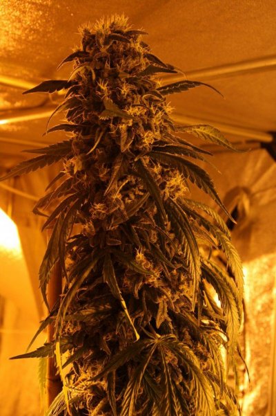 amazing-haze-2.jpg