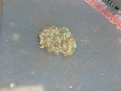 Special K (Large).jpg