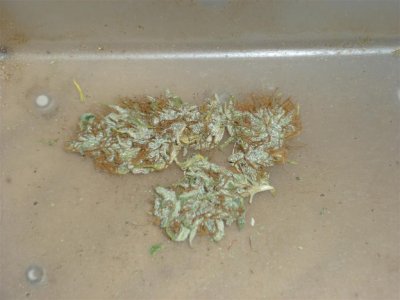 Congolese (Large).jpg