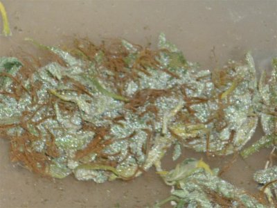 Congolese (2) (Large).jpg