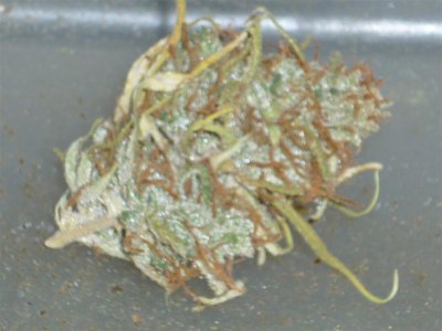 Seedman's Haze (1) (Large).jpg