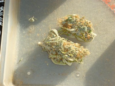 Congolese (Large).jpg