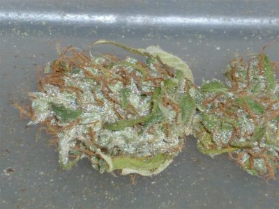 Sweet Skunk (1) (Large).jpg