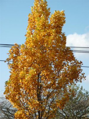 Fall (Large).jpg