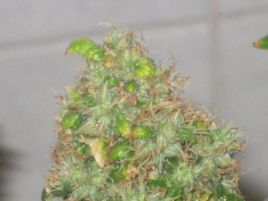 ud day61f.JPG