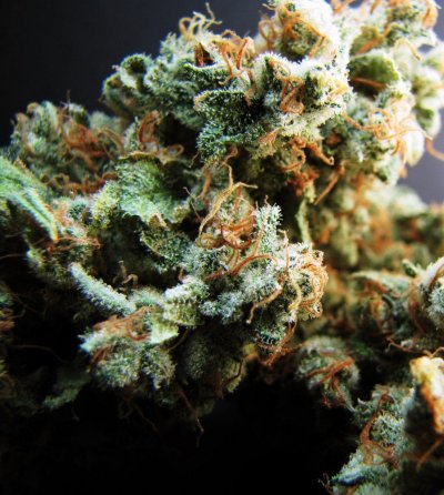 Personal Medical Grow in Coco. [Chem D, Grape Romulan, Grapefurit Haze, Casey Jones]