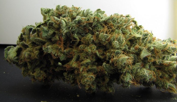 Personal Medical Grow in Coco. [Chem D, Grape Romulan, Grapefurit Haze, Casey Jones]