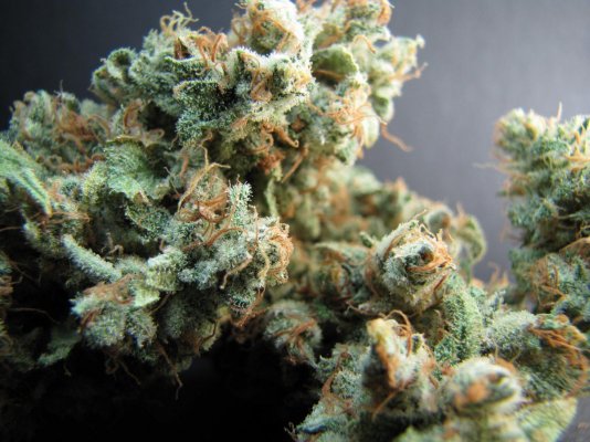 Personal Medical Grow in Coco. [Chem D, Grape Romulan, Grapefurit Haze, Casey Jones]