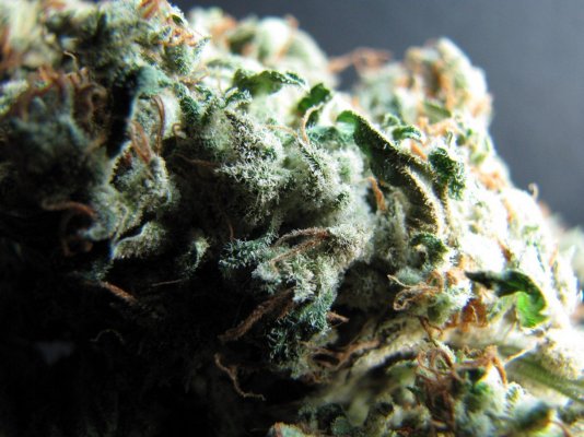 Personal Medical Grow in Coco. [Chem D, Grape Romulan, Grapefurit Haze, Casey Jones]