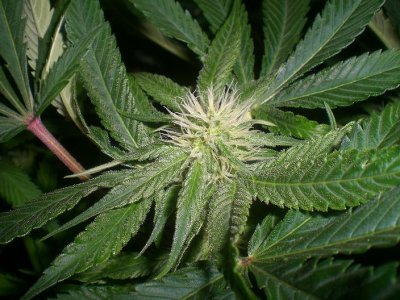 legends-ultimate-indica-250-hps-3.jpg