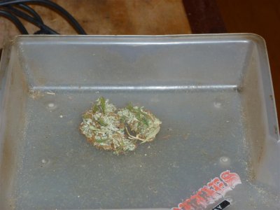 Sweet Skunk (Large).jpg