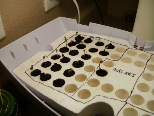 weed 002.JPG
