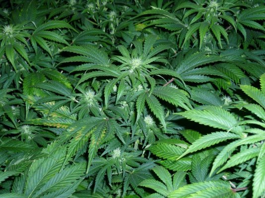 deficiency-during-2nd-week-of-flowering-2.jpg