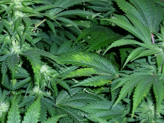 deficiency-during-2nd-week-of-flowering-5.jpg