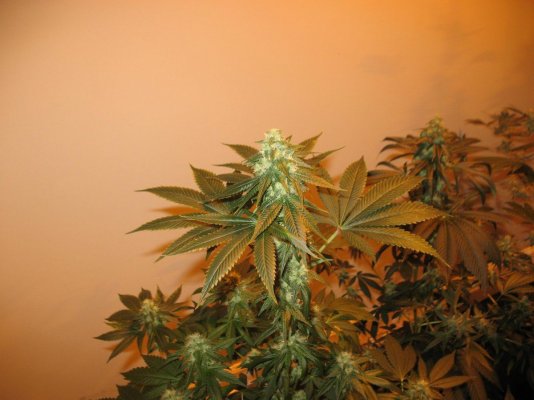 dna sour kush{headband}