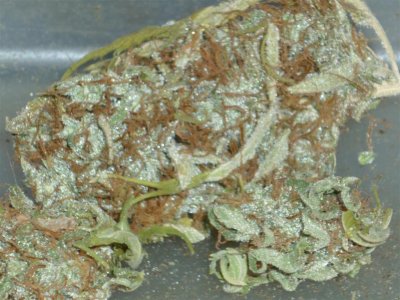 Congo closer (Large).jpg