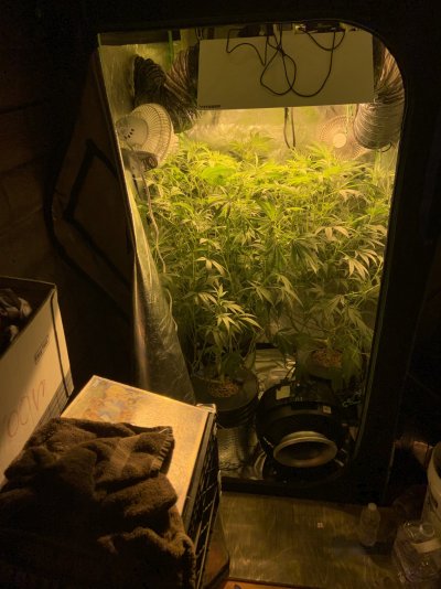 Plants not budding????