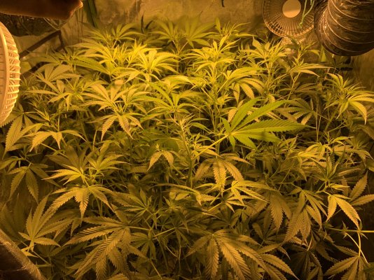 Plants not budding????