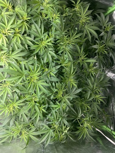 Plants not budding????