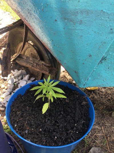 Are they male or female or too early