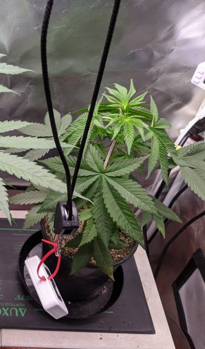 super-critical-cbd-from-greenhouse-seeds.jpg