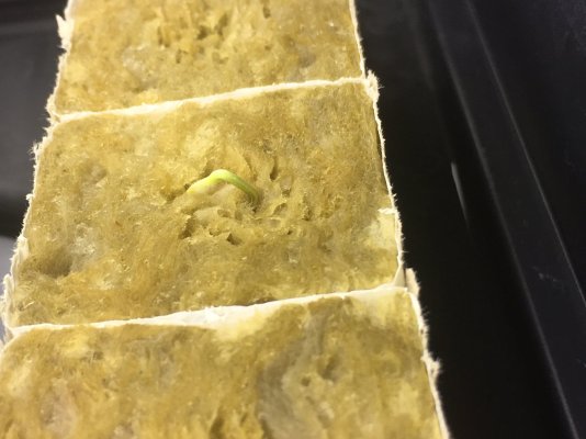 is this root ?