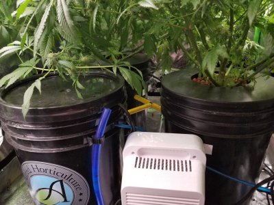 Calcium deficiency?