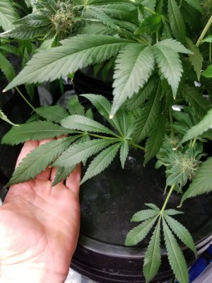 Calcium deficiency?