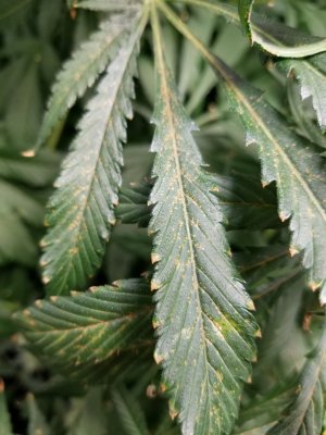 Calcium deficiency?